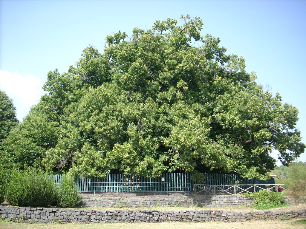 Castagno dei Cento Cavalli è ai piedi dell’Etna il castagno più antico d’Europa Castagno dei Cento Cavalli è ai piedi dell’Etna il castagno più antico d’Europa