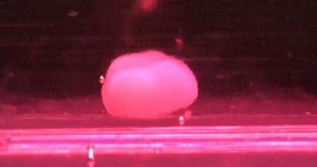 Creato un fegato sintetico in laboratorio: nuove speranze per chi attende un trapianto!