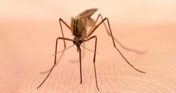 Ecco come si diffonde il virus del Nilo, lungo il corso del Po