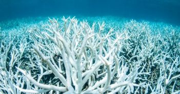 L’acidità degli oceani sta mutando velocemente