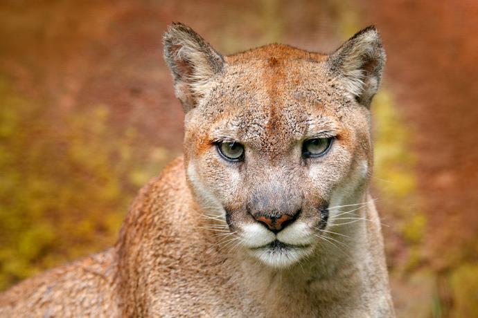 puma è pericoloso