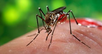 Sempre più vicina all’Europa la zanzara che porta la febbre gialla e il virus Zika