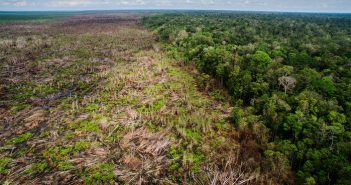 E’ “sbalorditiva” la perdita di foreste causata dall’agricoltura industriale, specie quella dell’olio di palma