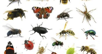 Allarme degli scienziati: “gli insetti stanno rapidamente scomparendo in tutto il mondo”