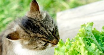 C’è la tendenza preoccupante, da parte dei proprietari di animali domestici, a trasformare i loro animali carnivori in vegani