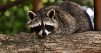I procioni fuggiti dallo zoo di Poppi si stanno rapidamente espandendo in tutto l’Appennino Tosco-Romagnolo… e non è una buona notizia