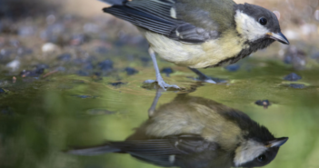 I cambiamenti climatici sono troppo rapidi e gli animali non riescono più ad adattarsi