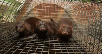 Chiude a Parma l’allevamento (lager) di visoni: mai più animali trasformati in pellicce
