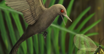 Trovato un dinosauro-colibrì imprigionato nell’ambra 99 milioni di anni fa (VIDEO)