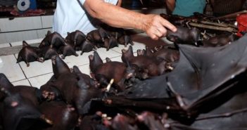 WWF: la conservazione della biodiversità ci protegge dai virus letali