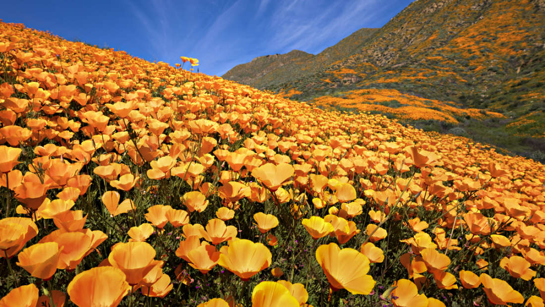 Eccezionale Superfioritura Di Papaveri Arancioni Nel Deserto Del Mojave In California Blueplanetheart It