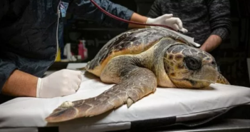 Plastica nel Mare Adriatico: le tartarughe marine sentinelle e vittime dell’inquinamento