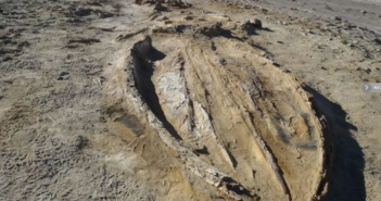 Uno studio italiano rivela l’origine di uno dei più grandi giacimenti di fossili di cetacei al mondo in Perù