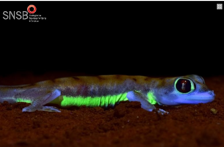Scoperte Parti Del Corpo Bioluminescenti Nel Geco Del Namib Scoperte Parti Del Corpo Bioluminescenti Nel Geco Del Namib