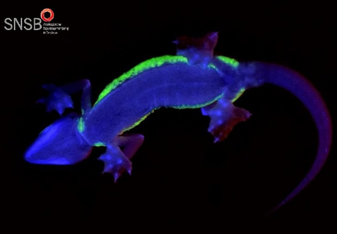 Scoperte Parti Del Corpo Bioluminescenti Nel Geco Del Namib Scoperte Parti Del Corpo Bioluminescenti Nel Geco Del Namib