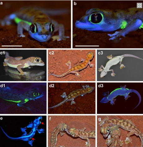 Scoperte Parti Del Corpo Bioluminescenti Nel Geco Del Namib Scoperte Parti Del Corpo Bioluminescenti Nel Geco Del Namib