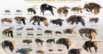 Scoperta incredibile: in un “deserto” colombiano vivono 110 specie di api