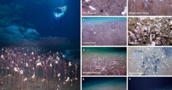 Scoperte incredibili comunità di vita strana ed estrema nelle fosse oceaniche di Chiba-Kamchatka e delle Aleutine